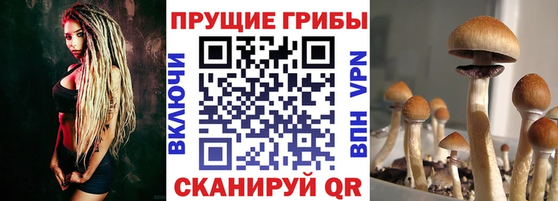 Псилоцибиновые грибы мицелий  Закаменск 